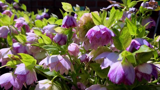 Close-up of blooming pink hellebores in sunlight, no people present
