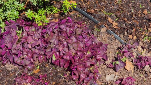 Bright purple shamrocks in sunlight, detailed close-up, no people visible