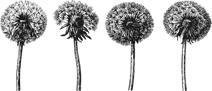Dandelion seed heads in black and white illustration showing four different stages of puffball flowers