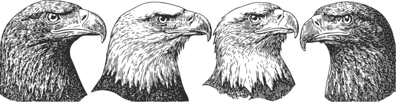 detailed vintage eagle head illustrations four majestic birds of prey side views realistic wildlife portraits in black and white engraving