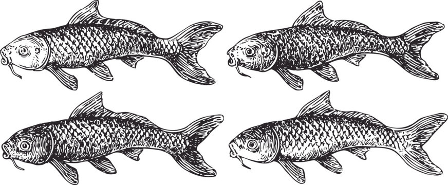 Detailed hand drawn carp fish illustrations set with textured scales and fins in vintage