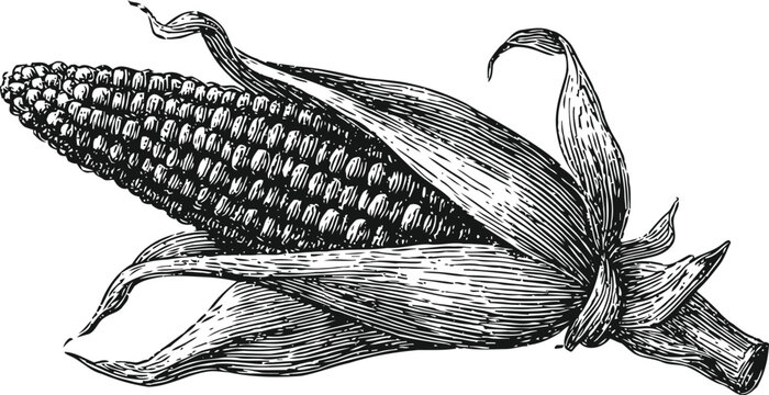 Detailed black and white illustration of ear of corn with husk partially peeled, vintage agricultural drawing