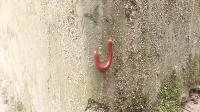 Close-Up Grasshopper in Natural Habitat 4K | Ultra HD Insect Footage
