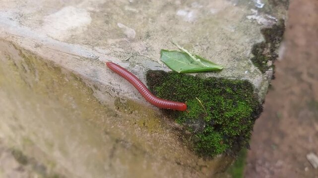 Beautiful Katydid Insect Close-Up 4K | Nature Wildlife Macro Footage