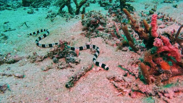 Banded Sea Krait, Laticauda colubrina, crawling across sandy seabed near Gili Air