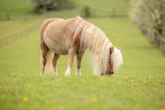Chestnut Shetland pony gelding grazing peacefully in a lush green meadow during spring with blurred countryside background