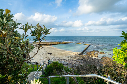 Lone palm tree by the sea at Cronulla Beach, Sydney, Australia