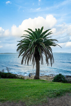 Palm tree overlooking the ocean at Cronulla Beach in Sydney, Australia