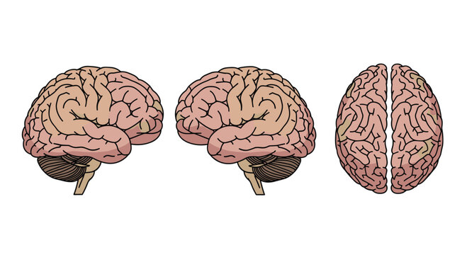 Three detailed human brain illustrations featuring two lateral views and one superior view are presented with clear dark outlines on a white background.