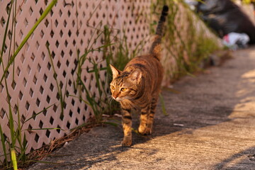 cat on the fence © Coal
