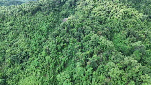 Aerial drone shot over primary Jungle tropical rain forest in Nan, Thailand. Aerial view, moving over a rainforest tree canopy in a slow pace beautiful green nature background of a tropical forest.	