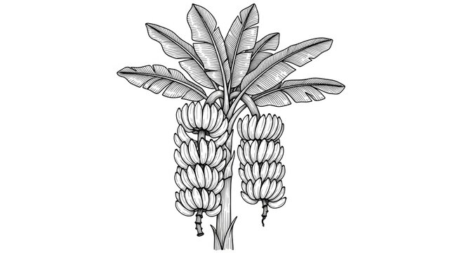Detailed botanical illustration of a plantain bunch with textured leaves