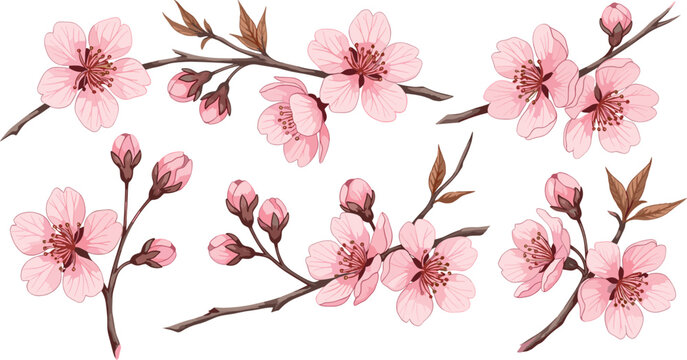 Pink Cherry Blossom Branch Set with Sakura Flowers and Buds Isolated on White Background for Spring Floral Design, 