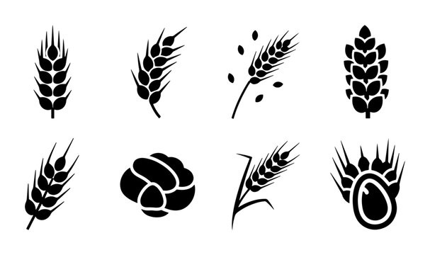 Wheat ear icons set, black cereal grain silhouettes, 8 organic barley and rye vector elements for bakery logos and agricultural branding