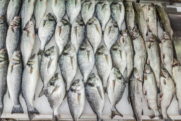 Obraz premium Fresh dorado sea bream and trout fish assortment displayed on ice at seafood market