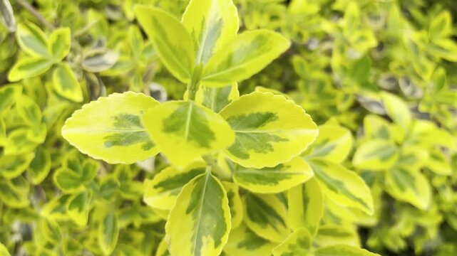 Close up of green and yellow leaves of Euonymus fortunei in spring