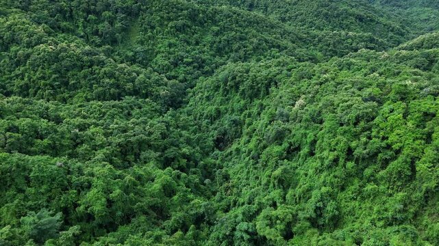 Aerial drone shot over primary Jungle tropical rain forest in Nan, Thailand. Aerial view, moving over a rainforest tree canopy in a slow pace beautiful green nature background of a tropical forest.	
