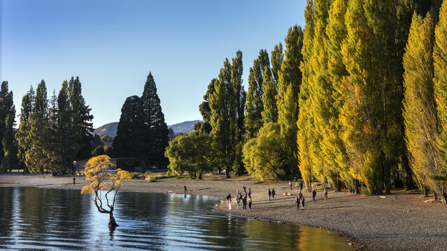 Aerial view of the iconic, solitary Wanaka Tree standing resiliently in the shimmering lake, its autumn foliage a stark contrast to the distant mountains, Wanaka, Otago Region, New Zealand.