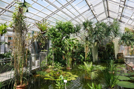 Teich mit tropischen Pflanzen im Gew&auml;chshaus im Botanischen Garten in Jena