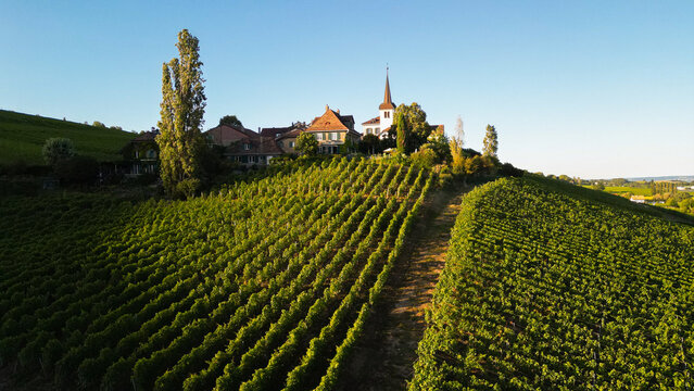Aerial view of sun-kissed vineyards cascade down the hillside towards a charming village with a church spire, Fechy, Vaud, Switzerland.