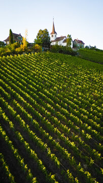 Aerial view of neat vineyard rows stretch towards a quaint village crowned by a church steeple against a clear sky, Fechy, Vaud, Switzerland.