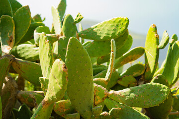 Close up view of green cactus (Opuntia) leaves under warm sunlight. The natural texture and details of the plant create a clean and minimal composition with a soft blurred background. Perfect for them © Pavel Kašák