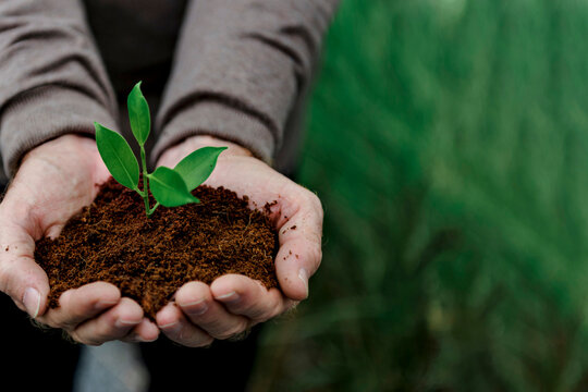 Close up of hands gently cupping dark soil with a growing young plant