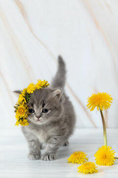 little British kitten with dandelions