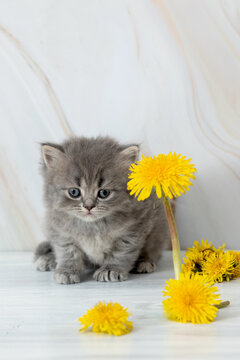 little British kitten with dandelions