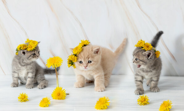 little British kitten with dandelions