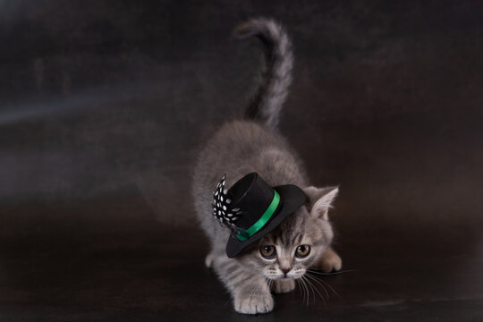 British kittens wearing hats against a dark background