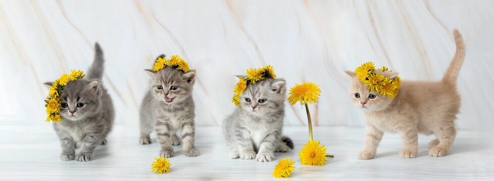 little British kitten with dandelions. Panorama. Panoramic image