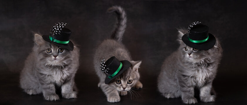 British kittens wearing hats against a dark background. Panorama. Panoramic image