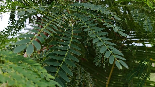 Tropical Green Leaves Close Up with Natural Light and Soft Focus Background, Fresh tropical leaves captured in natural lighting with soft depth of field. Lush greenery perfect for nature and eco conc
