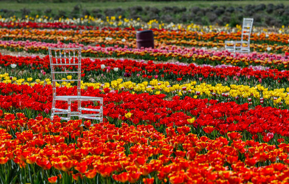 Transparent chairs and burgundy water barrel in a tulip field