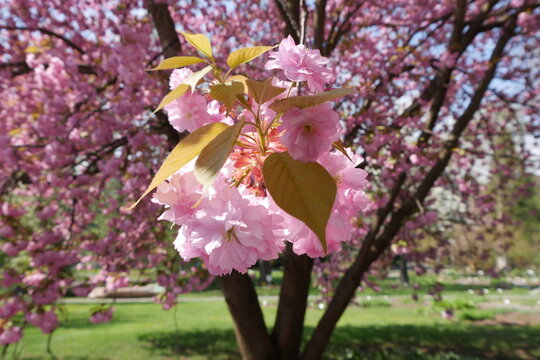 Bl&uuml;ten am Japanischen Kirschbaum im Botanischen Garten in Jena
