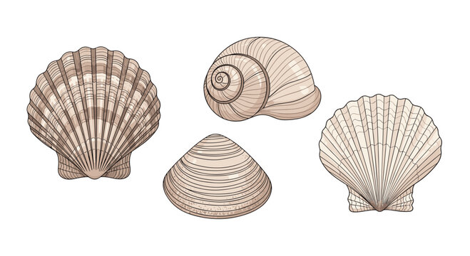 Four distinct types of seashells including fan scallops and a spiral snail shell are meticulously illustrated in soft natural beige and brown earth tones.