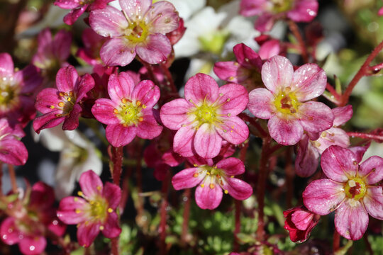 Saxifraga 'Pixie'. Close up full frame of rose pink saxifrage flowers in spring. 
