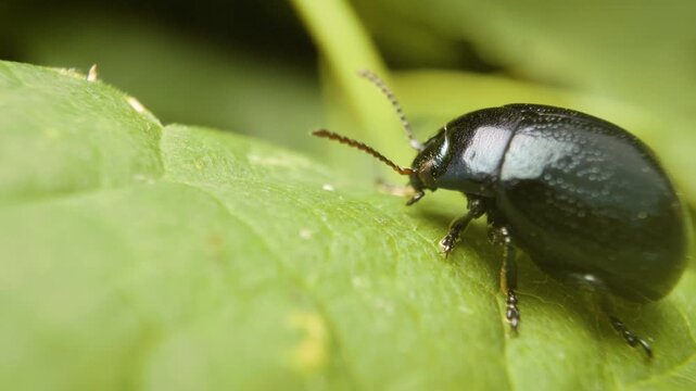 Detailed macro of plantain leaf beetle (Chrysolina haemoptera) on green leaf