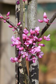 Cercis canadensis 'Alley Cat'. Close up of pea like eastern redbud flowers clustered on bare stems. 