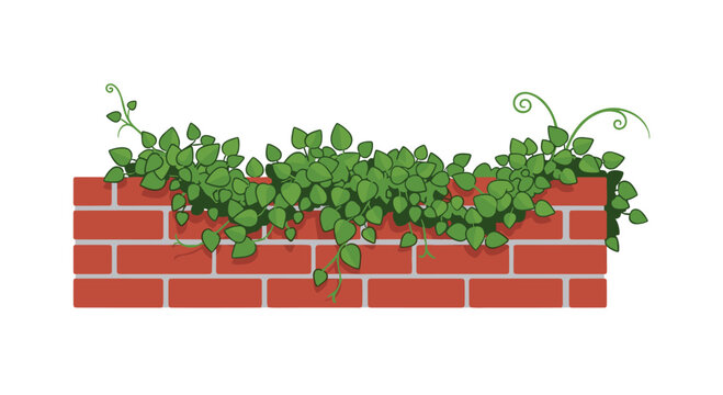 A sturdy section of a traditional red brick wall is beautifully overgrown with vibrant green climbing ivy that features delicate curly tendrils at the top.
