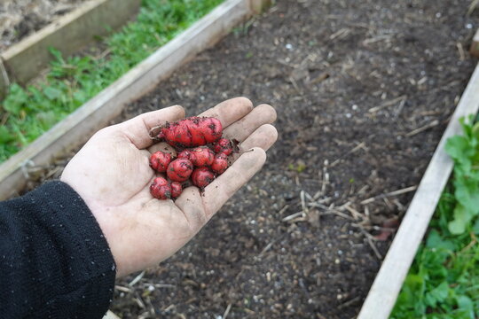 Hand holding freshly harvested red oca tubers