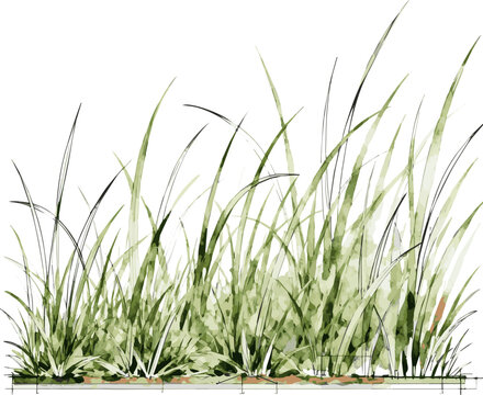 Generate a realistic watercolor hand drawn ;set of grass line cad and silhouettes isolated on white background. Ground cover. for elevation architectural element, side view, grass section. vector art 