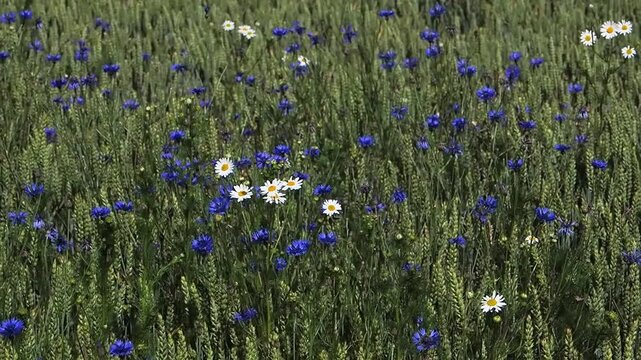 Wild cornflowers and daisies blooming in a green wheat field.