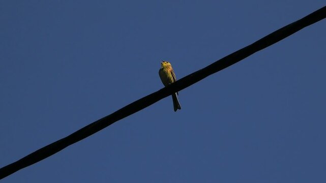 Yellowhammer bird perched on power line against blue sky.