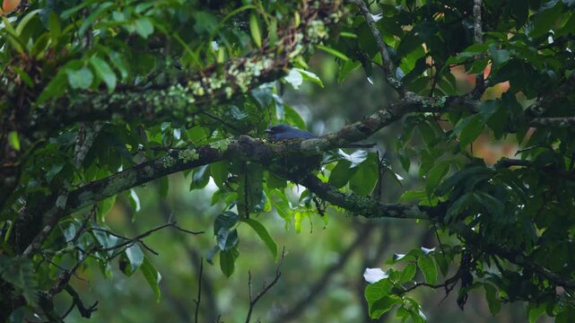 ashy drongo (Dicrurus leucophaeus) nest on a mossy branch in Gunung Gede Pangrango, Java, Indonesia, natural background and lighting