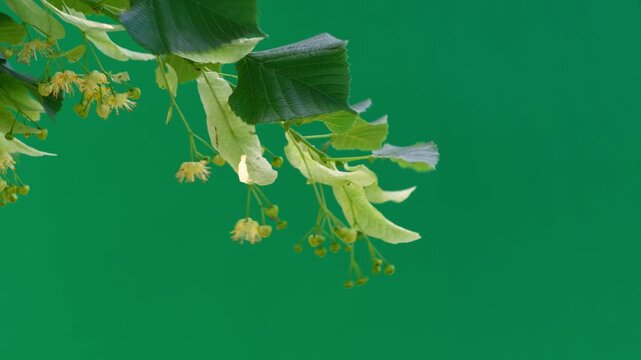 Blossoming linden tree with flowers on a green screen