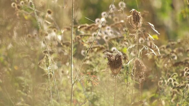 Beautiful Wild Plants Moving in Wind in Golden Hour Light. Dreamy Nature Landscape, Sun Rays Through Meadow Plants or Wildflowers. Magical Nature Scene Plants Swaying in Sunlight Soft Focus Slow Motio
