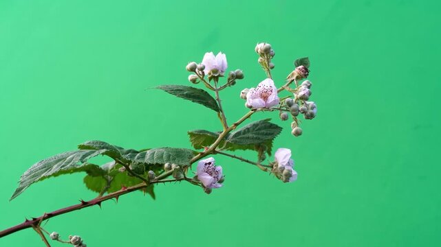 Blooming blackberry branch with pink flowers on green background