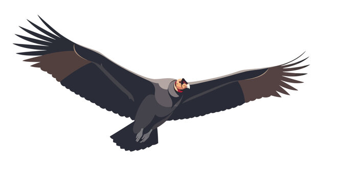 California Condor Soaring Wings Spread Vector Illustration